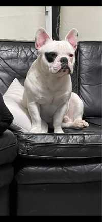 Bulldog frances