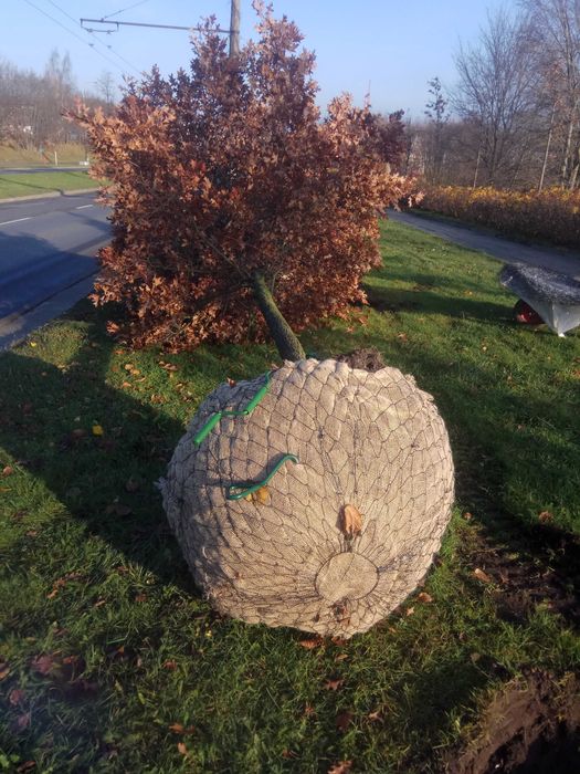 Dąb czerwony obw.pnia: 8-10, 10-12,12-14,14-16 cm! sadzonki drzew duże