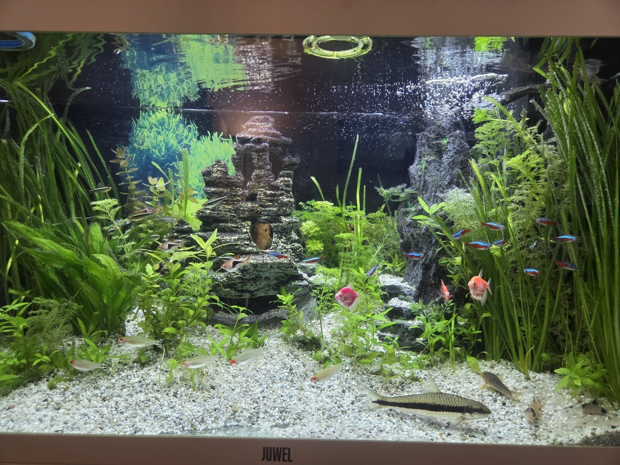 Akwarium Juwel 112 L