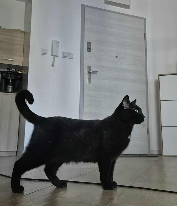 Nieśmiała, ale pełna czułości kotka Czarnulka vel Lalka szuka opiekuna