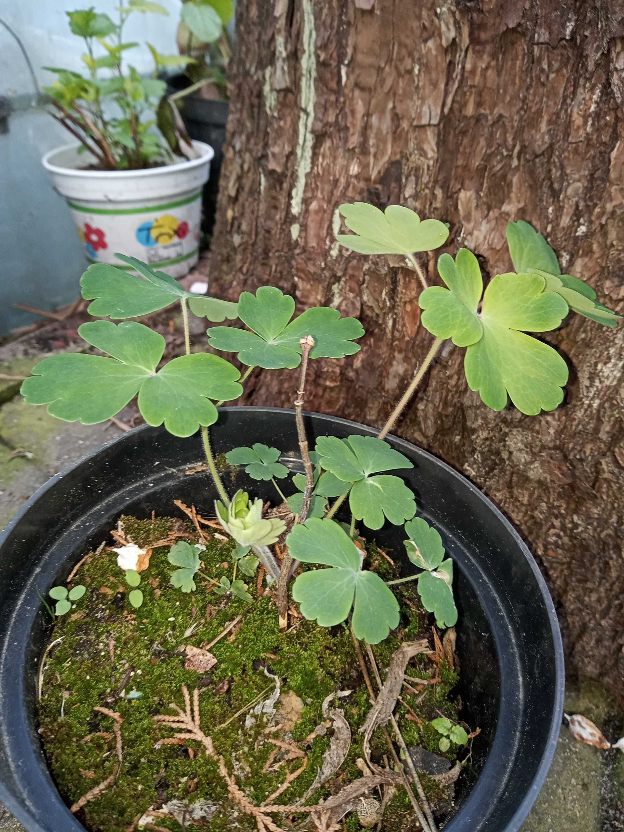 Zioła,rośliny ogrodowe kwiatowe, wierzbę "Hakuro Nishiki",oregano-lebi