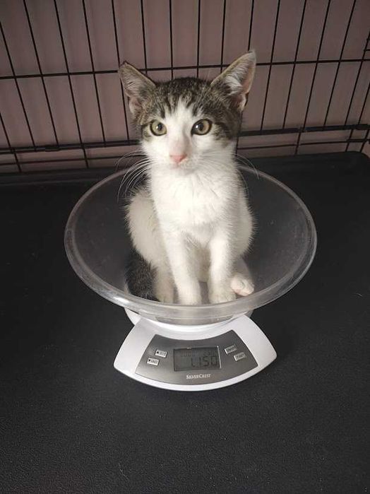 AGREST- żywiołowy i śliczny 9-miesięczny kocurek szuka domu!