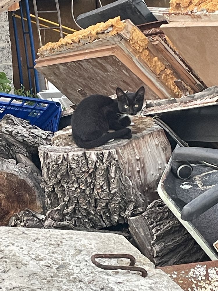 Кошегята в добрі руки. Є дівчатка і хлопчики