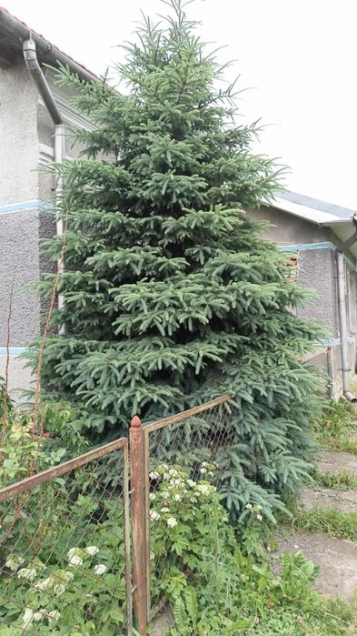 Ялинка голуба самовивіз