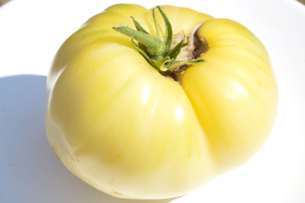 Tomate Variedade Great White - Sementes