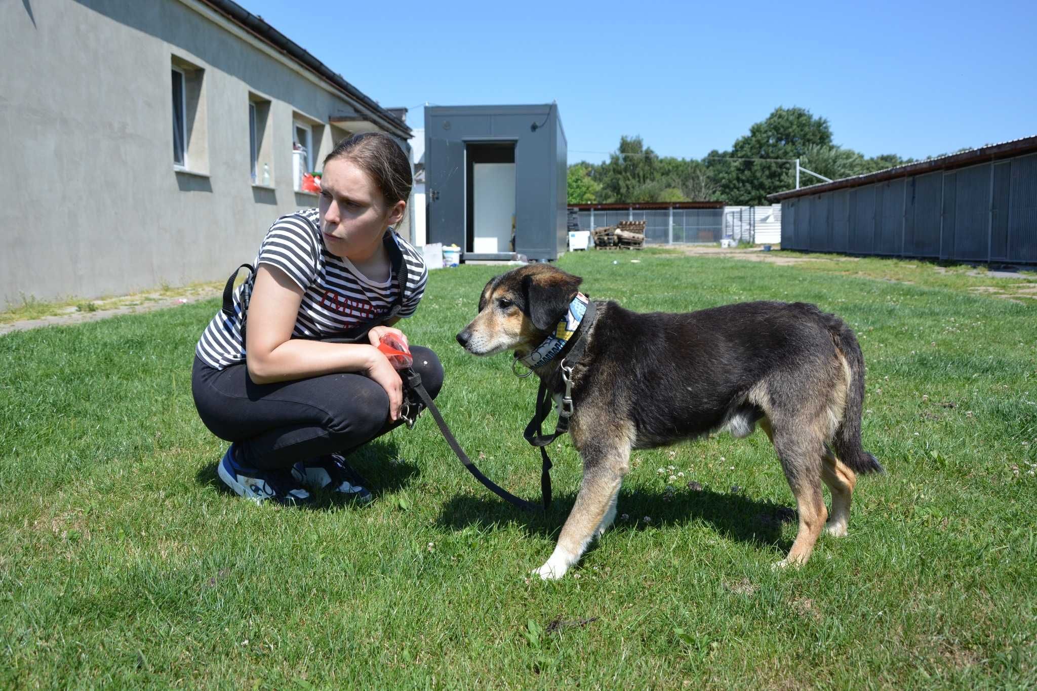 Dziubdziuś - psi gentelman szuka domu ADOPCJA