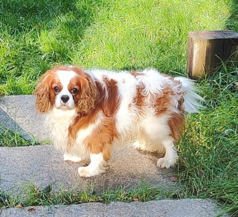 Pongo Cavalier king Charles spaniel