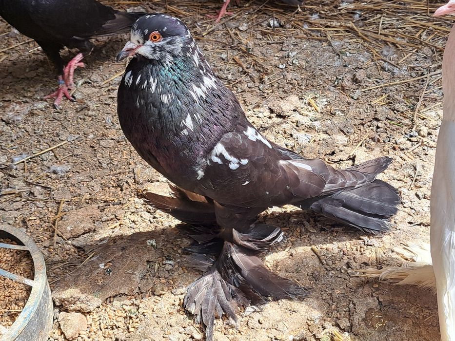 Garlacze pomorskie garlacz pomorski para tigry czarne