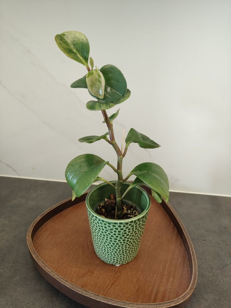 Peperomia variegacja