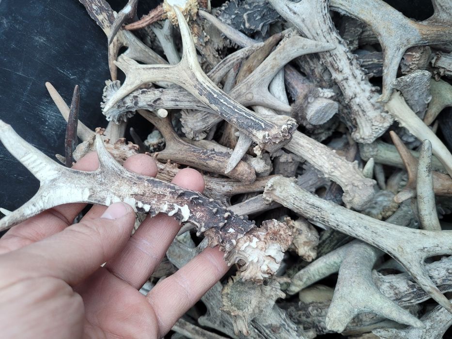 Cena za 5 szt 19-23cm Poroze sarny jelonek parostki dla psa rogi zrzut