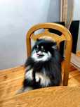 Reproduktor pomeranian szpic miniaturowy
