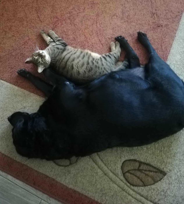 Piękna i łagodna Mela czeka na dom