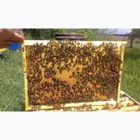 Продам бджолосім'ї, відводок бджіл, бджолопакети