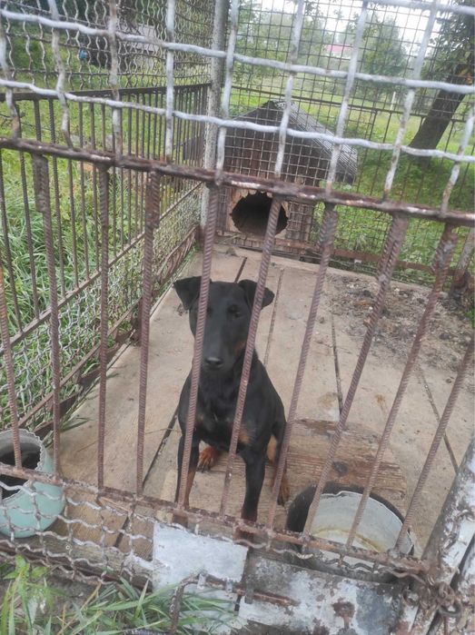 Молодий робочий Ягдтерєр