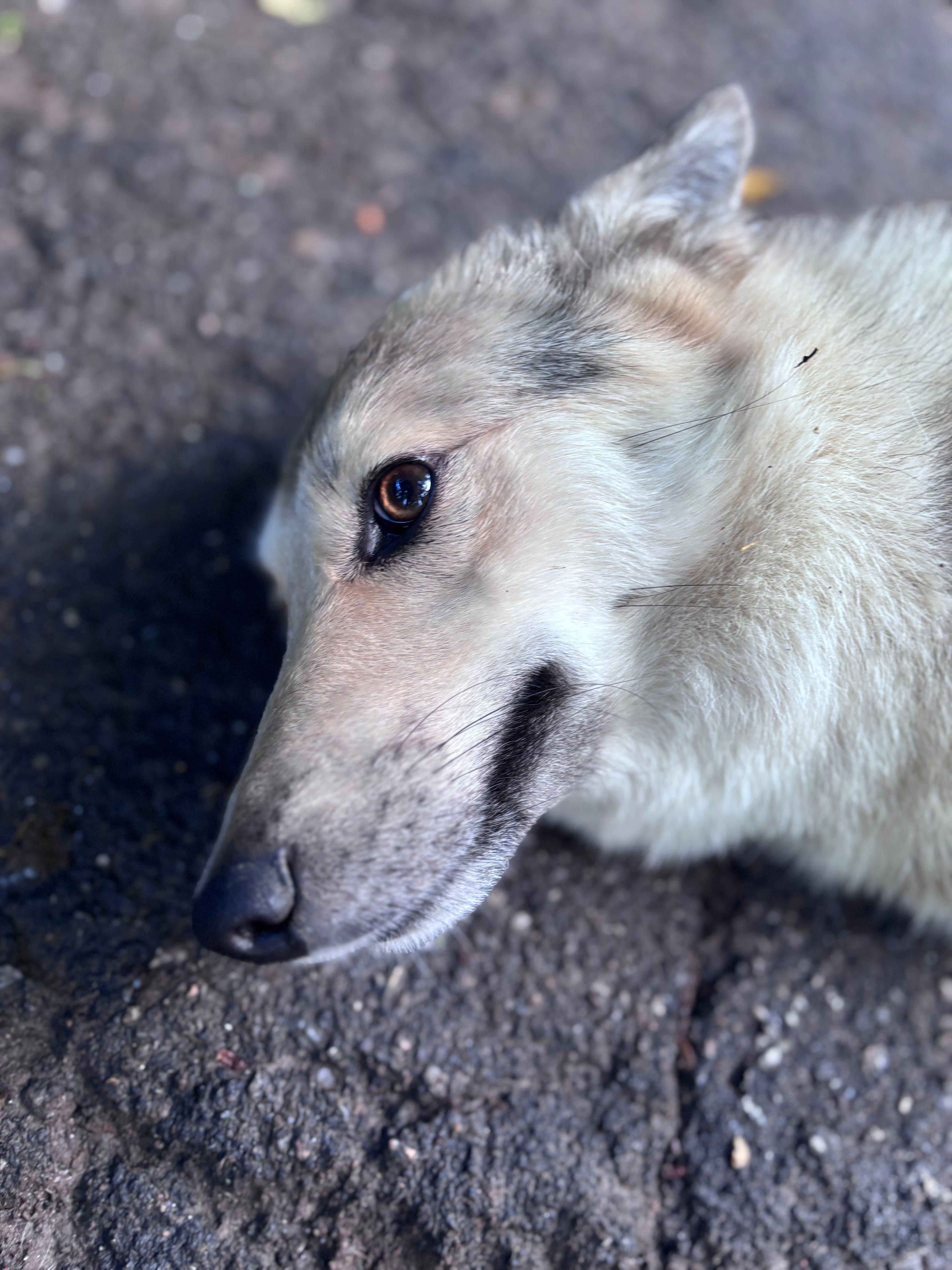 Віддамо в добрі руки