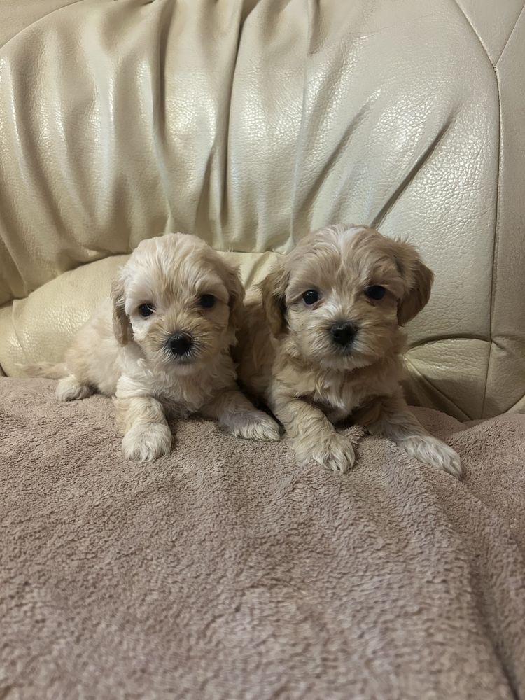 Suczka maltipoo F1