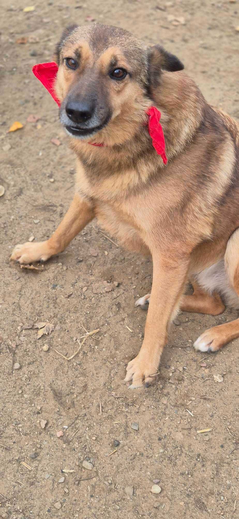 Piesek około 5 lat