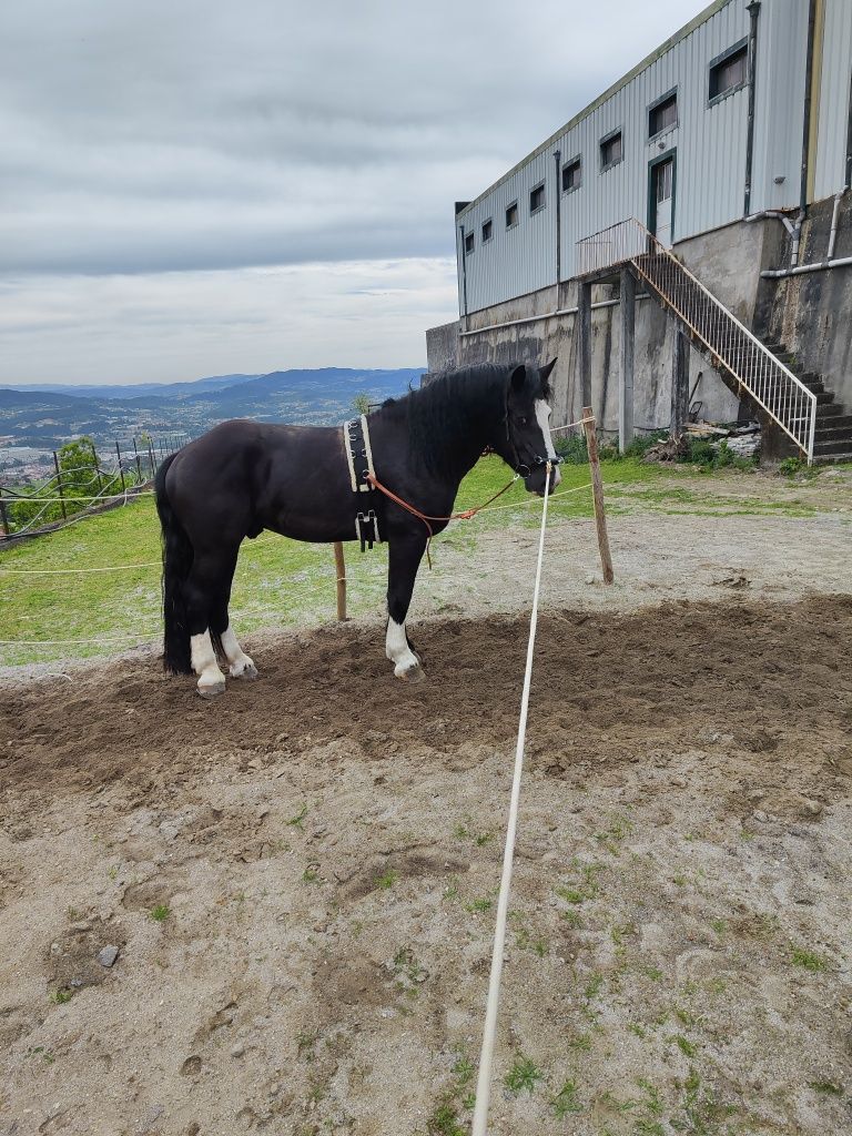 Poldro 4 anos Percheron x Hispano Breton