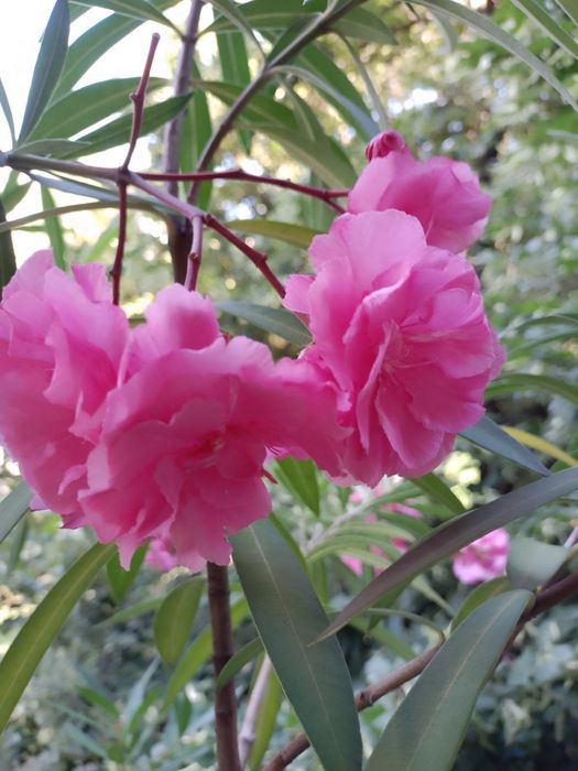 Продам  олеандр.