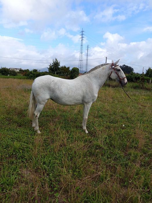 Égua Lusitana Reprodutora