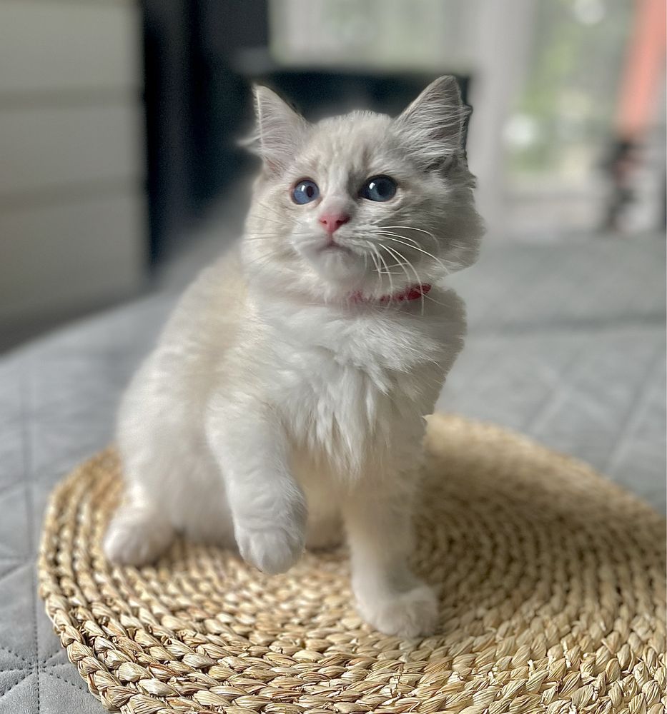 Ragdoll sliczna dziewczynka