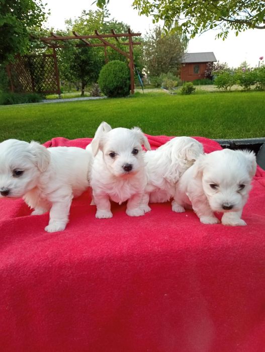 MALTAŃCZYK  piesek piesek