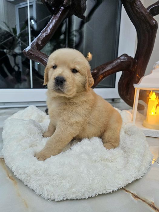 GOLDEN RETRIEVER linia 100 %Amerykańska  FCI zkwp