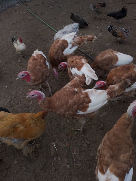 Indyki czerwone indyki