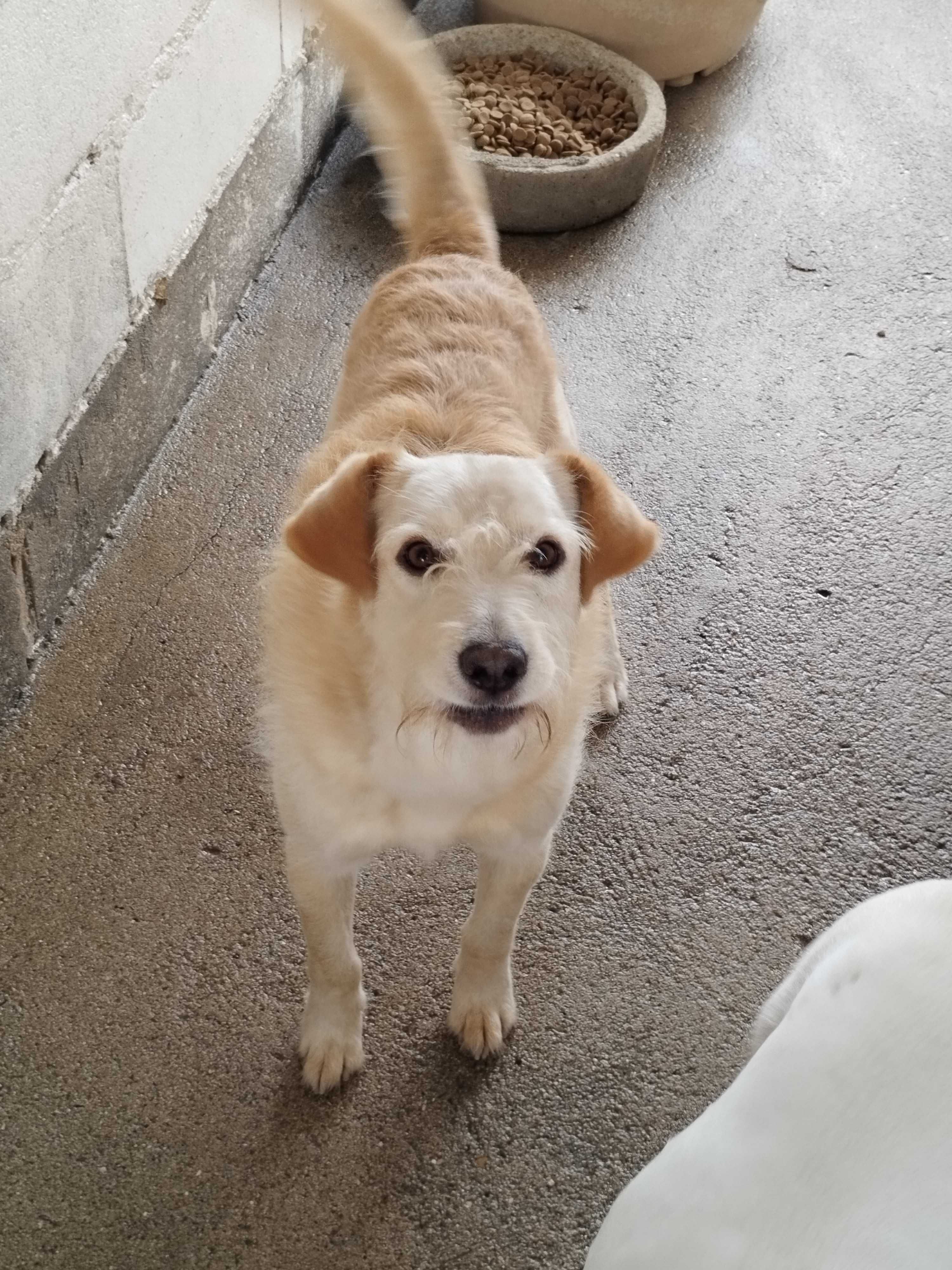 CORRENTE (Macho, Adulto) Para Adopção