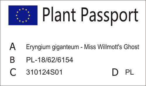 Mikołajek olbrzymi (Eryngium giganteum) - Miss Willmott's Ghost