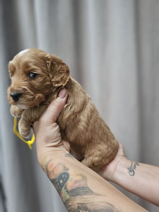 Cockapoo F1 Śliczny chłopak-BADANIA