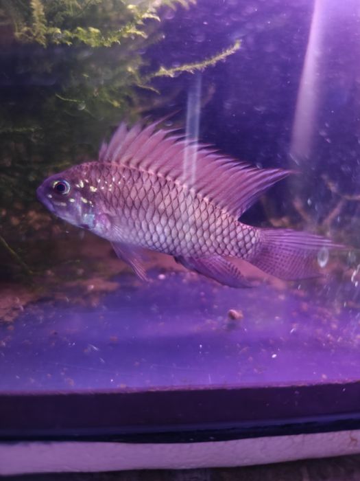 Apistogramma magaptera 2+1