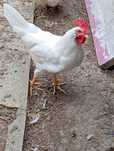 Kogut leghorn  tegoroczny
