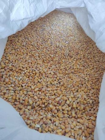 Kukurydza sucha w big bag