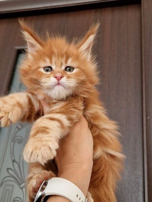 На продажу розкішни кошенята