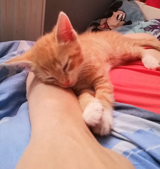 Kotek kot kocurek