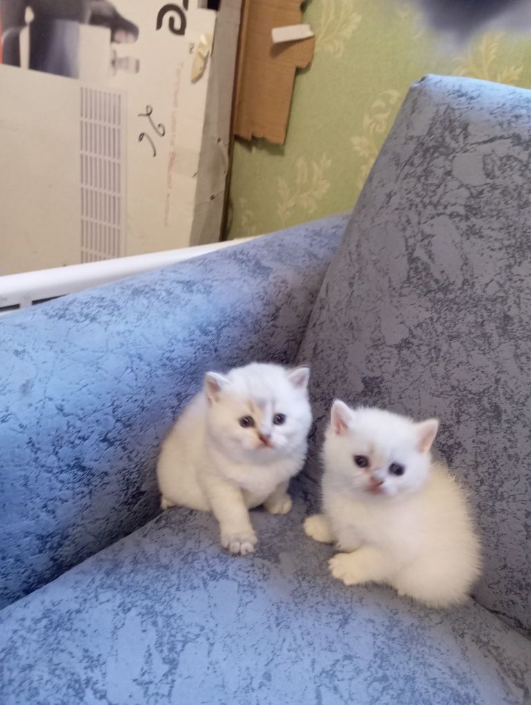 Недорого котята золотої британської шиншили віком 1 місяць