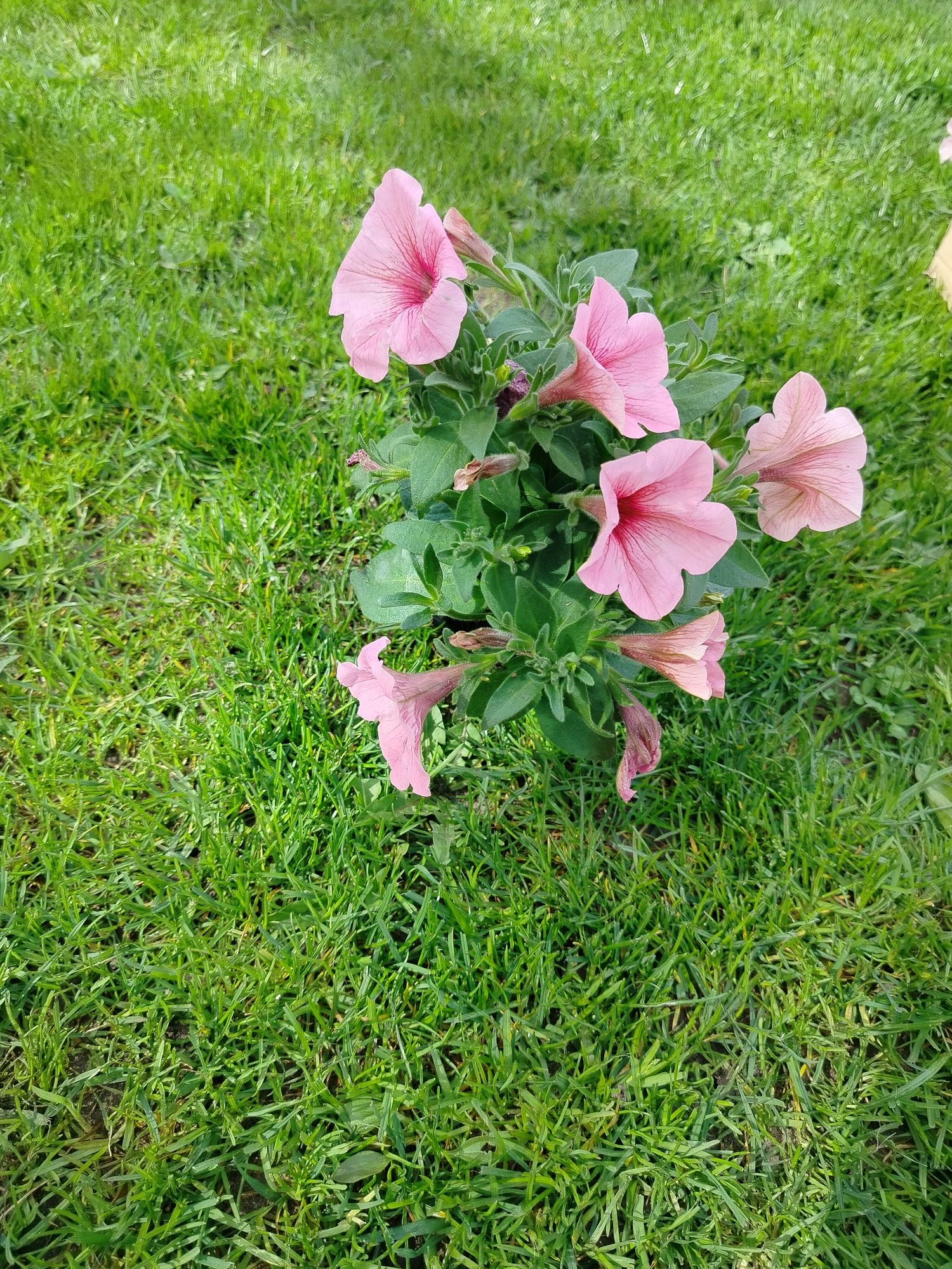 Saszonki petunia aksamitka śmierdziuch kwiaty