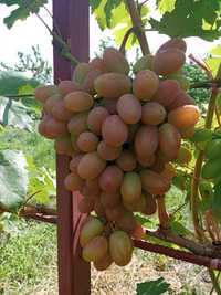 Саджанці і черенки винограду