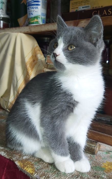 Котята отдам в добрые руки