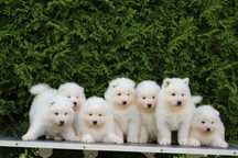 Już są  na świecie   Samoyed szczenię ZkwP FCI