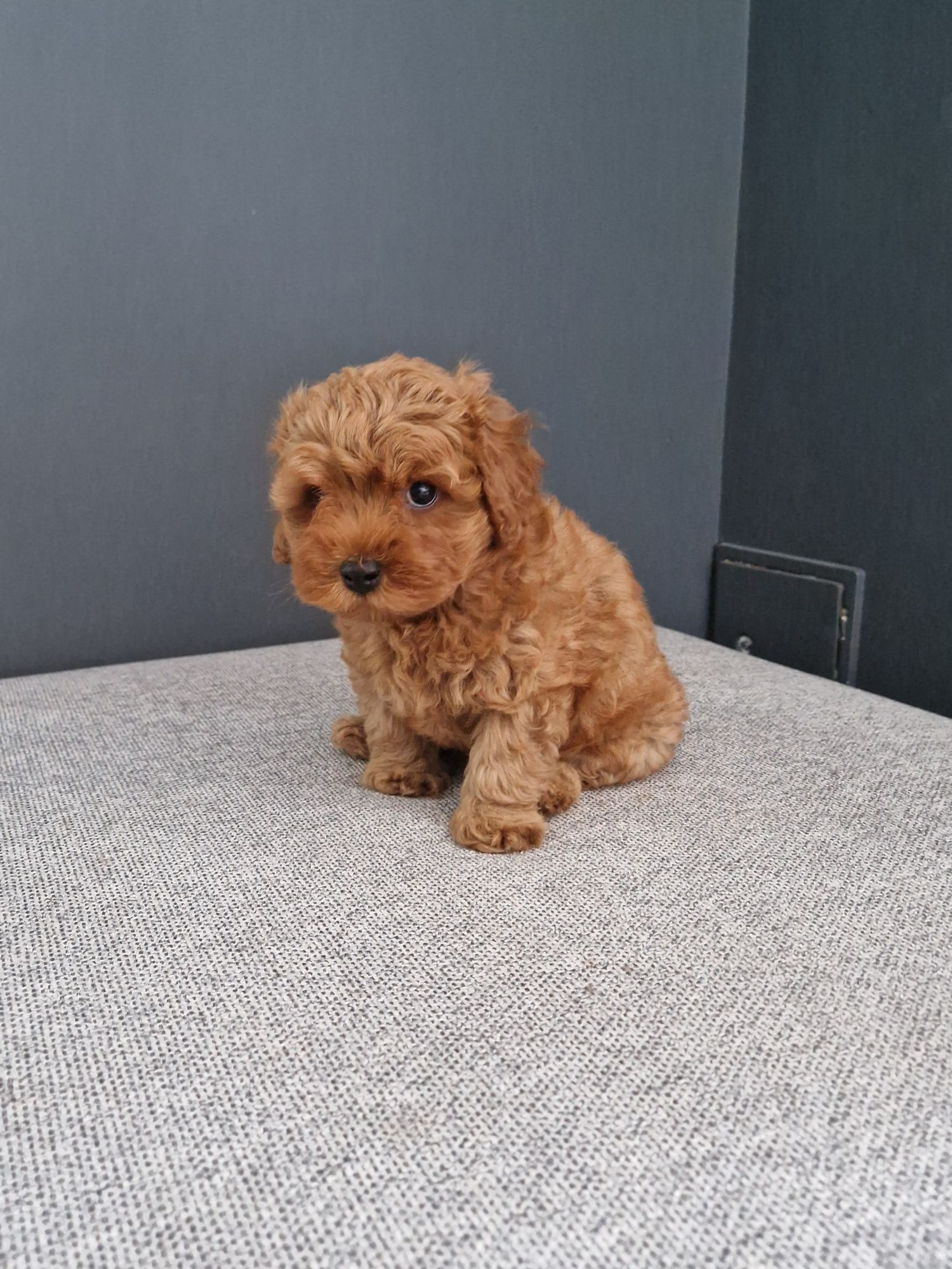Maltipoo f1b Chłopiec xxs