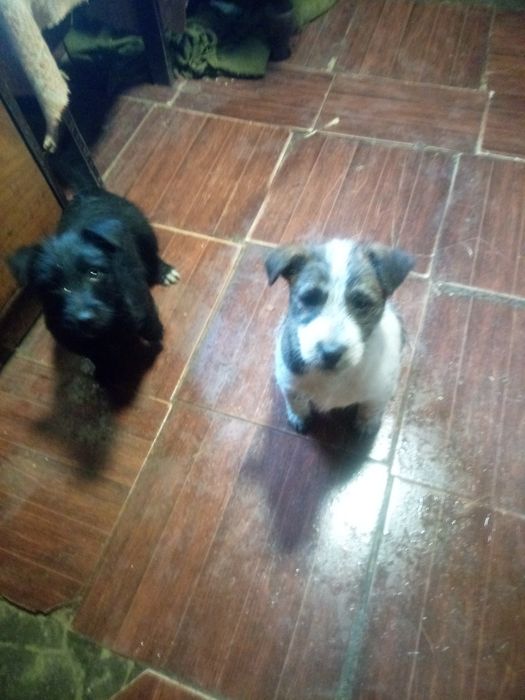 Pieski za darmo ładne