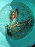 Carpas koi 10-20 cm