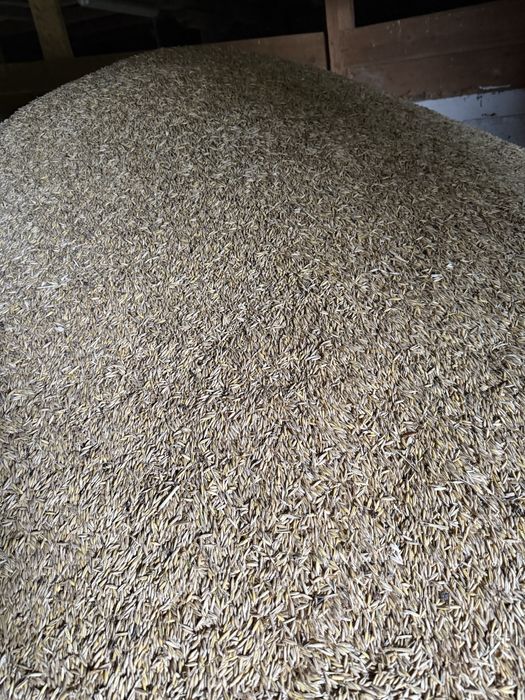 Owies zimowy tegoroczny