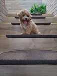 Śliczny piesek Maltipoo