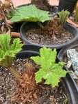 Bananowiec Musa basio piękne gunera gunnera Manicaty