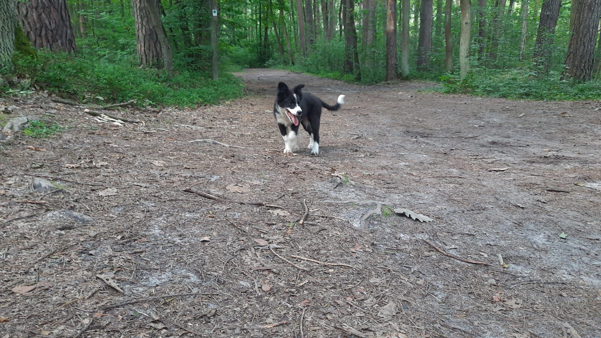Border Collie szczeniak piesek GOTOWY DO ODBIORU