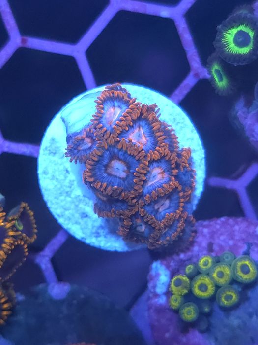 Zoas, corais de água salgada