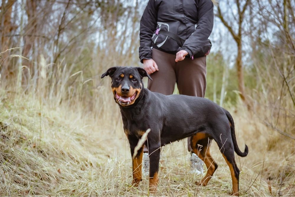 Carna- suczka w typie rottweilera czeka na odpowiedzialny dom